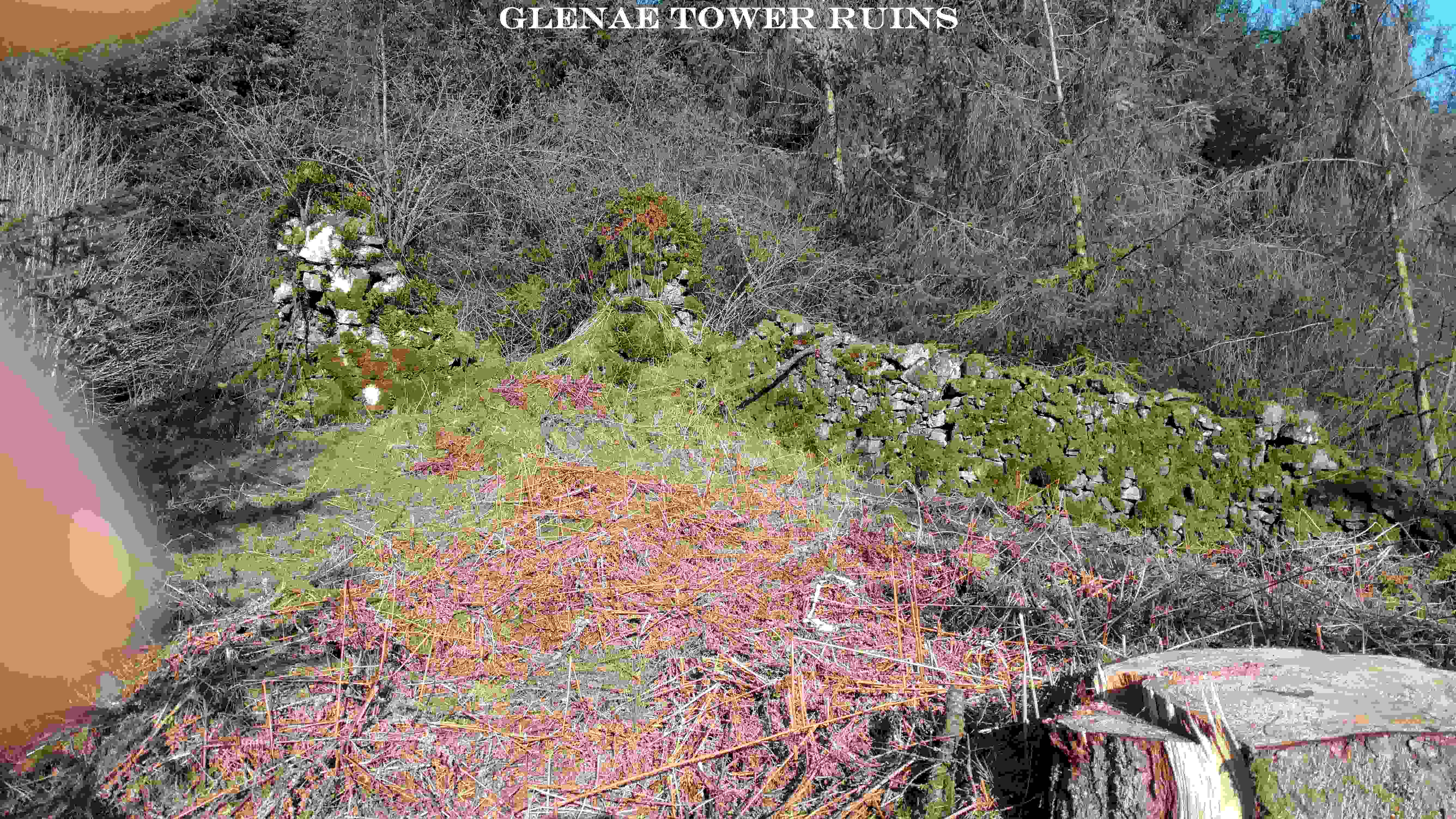 Glenae