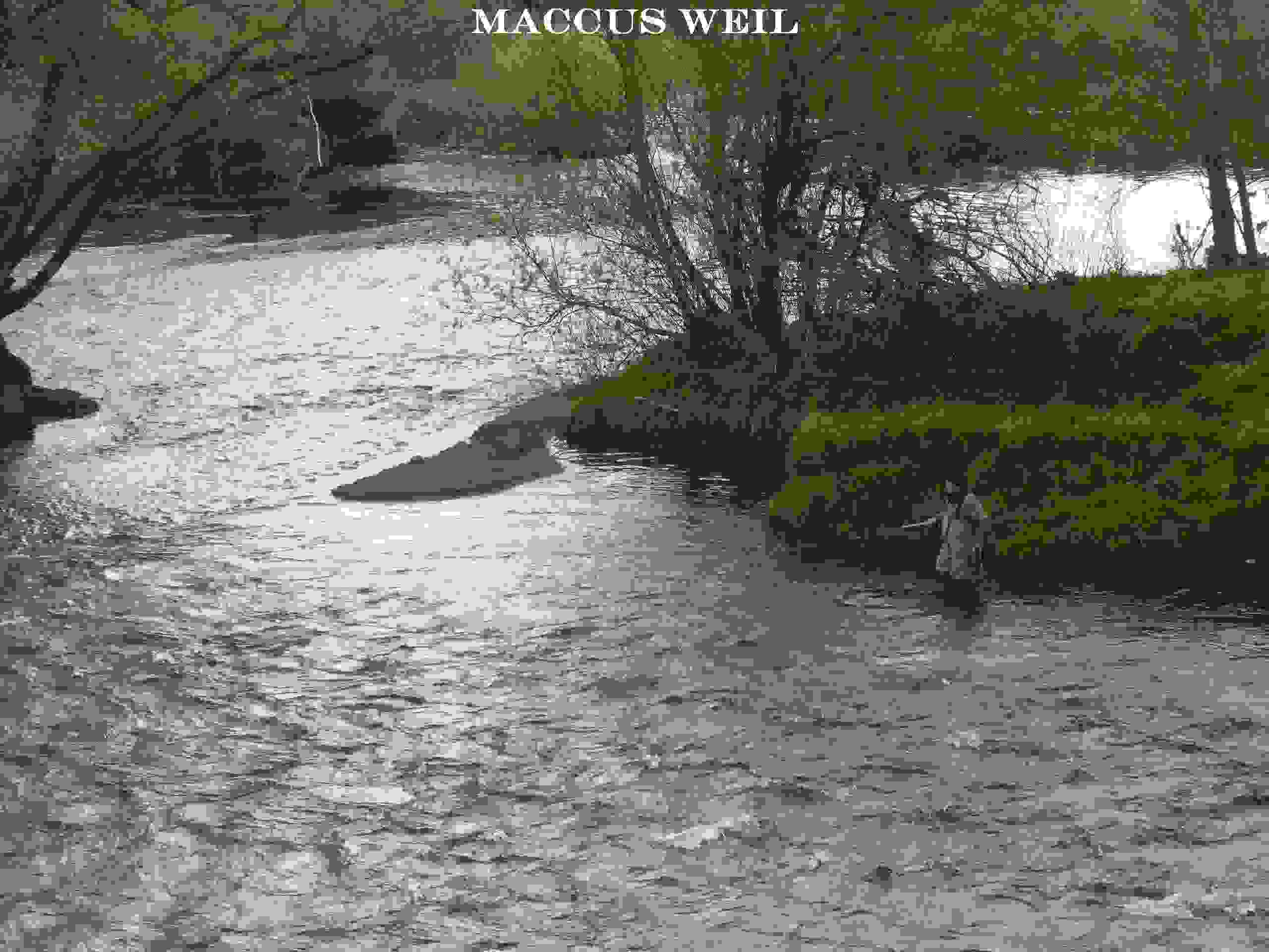 Maccus